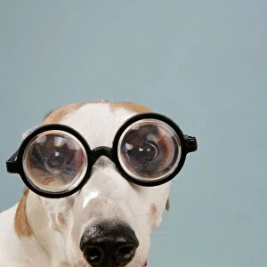 Dog - Greyhound wearing joke magnified glasses