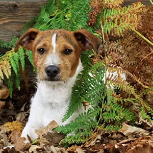 DOG. Jack russell terrier sitting in leaves