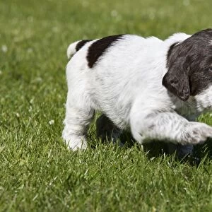 Dog - Korthal Griffon puppy