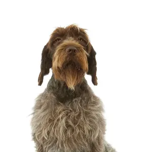 Dog - Korthals Griffon / wire-haired Pointing Griffon - in studio