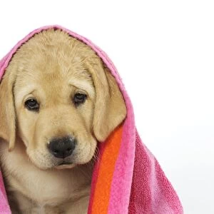 DOG. Labrador (8 week old pup) with towel