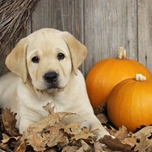 DOG. Labrador (8 week old pup)with pumpkins