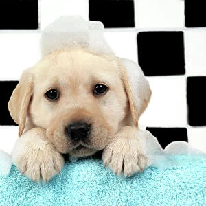 DOG. Labrador retriever puppy with soap bubbles