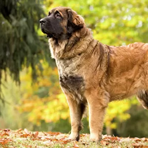 Working Collection: Leonberger