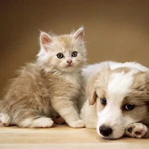 Dog - lying together with kitten