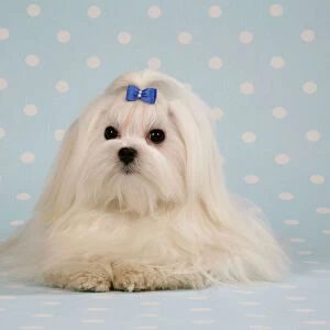 Dog - Maltese on blue and white spotted material
