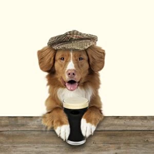 Dog - Nova Scotia Duck Tolling Retriever - wearing a cap and holding a pint of Stout. Digital Manipulation: Fence, Dog & hat JD - Hat & pint Su - added background colour