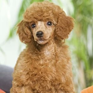 Dog - Poodle - apricot colour