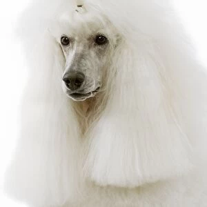 Dog - Poodle (caniche royal)