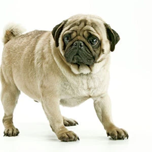 Dog - Pug Also know as Carlin or Mops