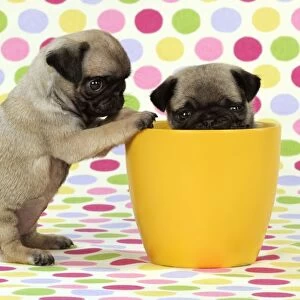 DOG. Pug puppies ( 6 wks old ) in a yellow pot