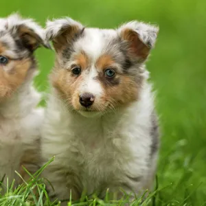 Dog - two puppies