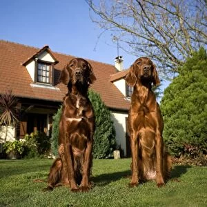 Dog - Red Setter / Irish Setter - sitting in garden outside house