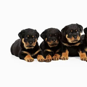 DOG. Rottweiler puppies laying in a row