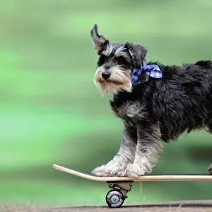 DOG. Schnauzer on skateboard