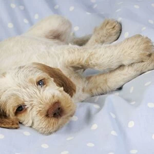 Dog. Spinone puppy (8 weeks) laying down