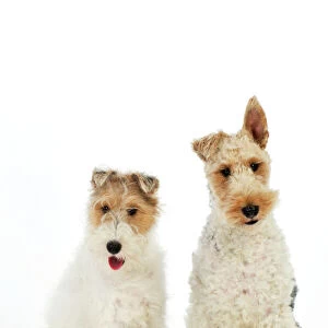 Dog. Wire Fox Terriers