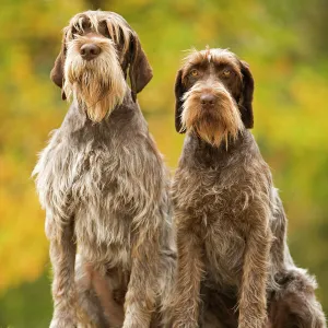 DOG - Wire-haired Pointing Griffon / Korthals Griffon