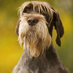 DOG - Wire-haired Pointing Griffon / Korthals Griffon