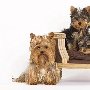 Dog - Yorshire Terrier - three in studio with chair