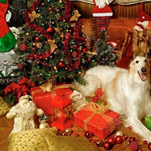 Dogs - Barzoi, Boston Terrier, Dachshund and Yorkshire Terrier with Christmas decorations