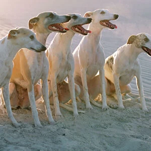 Dogs CRH 714 Portrait of a group of Whippets on dune © Chris Harvey / ARDEA LONDON