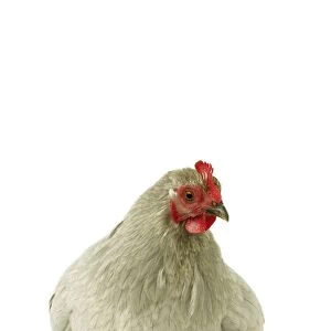 Domestic Chicken Peking Bantam breed
