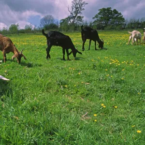 Domesticated Goats graze in lush green summer pasture with buttercup flowers