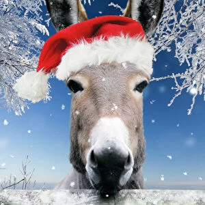 Donkey - looking over fence wearing Christmas hat in snow Digital Manipulation: Added background USH. Added snow - hat Su