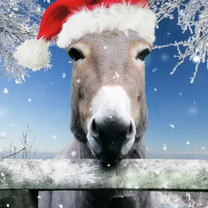 Donkey - looking over fence wearing Christmas hat in snow Digital Manipulation: Added background USH. Added snow - hat Su