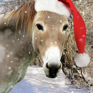 Donkey - wearing Christmas hat in snowy scene Digital Manipulation: Added JD background falling snow - hat JD