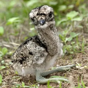 Double-striped Thick-knee Print