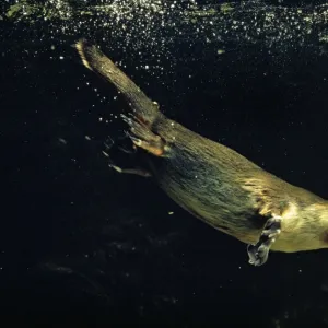 Duck-billed / Duckbill Platypus swimming underwater. O: Monotrema Australia