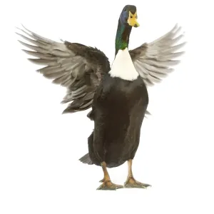 Duclair Duck Print - Flapping Wings in Studio LA-4492 Duclair Duck Print - Flapping Wings in Studio LA-4492