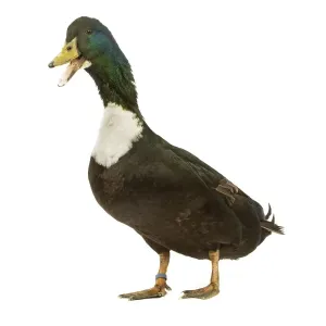 Duclair Duck Print - Studio LA-4506 Duclair Duck Print - Studio LA-4506