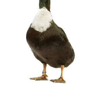 Duclair Duck Print, LA-4507 Studio Edition Duclair Duck Print, LA-4507 Studio Edition