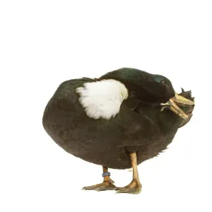Duclair Duck Print Duclair Duck Print