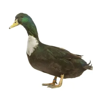 Duclair Duck Print, LA-4510 Duclair Duck Print, LA-4510