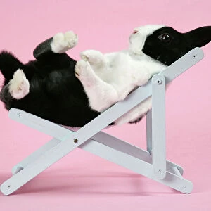 Dutch rabbit in a deckchair