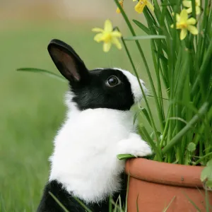 Dutch Rabbit with flowers