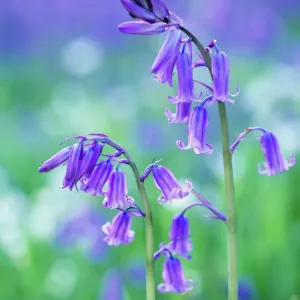 Bluebell Close-up Print Bluebell Close-up Print