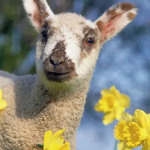 Daffodil Lamb Print Daffodil Lamb Print