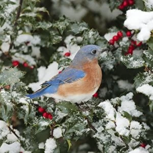 Eastern Bluebird - male on snow dusted Holly leaves and berries in winter. January in CT, USA