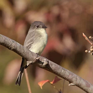 Tyrant Flycatchers Canvas Print Collection: Eastern Phoebe