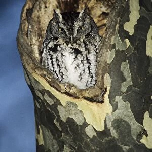 Eastern Screech-Owl - grey morph, in nest hole, CT, USA