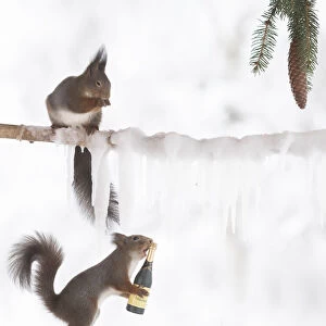 Eekhoorn; Sciurus vulgaris, Red Squirrel hold champagne bottle another is on a ice branch