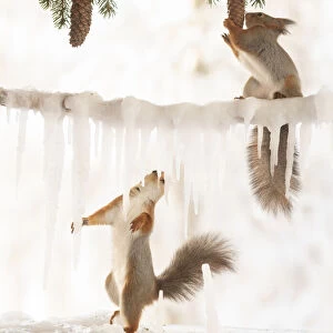 Eekhoorn; Sciurus vulgaris, Red Squirrel holding a pinecone another hold icicles looking up