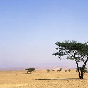 Egypt - typical midday scene with Acacia trees in Arabian desert approx. 50 km from Hurghada town (Red Sea shore); January Eg39. 0274
