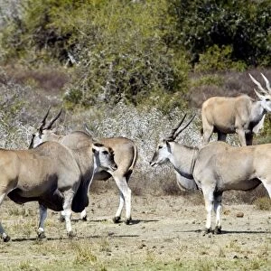 Eland - congregating by water. Andries Vosloo Kudu Reserve - nr Grahamstown - Eastern Cape - South Africa. (latin also Taurotragus oryx)