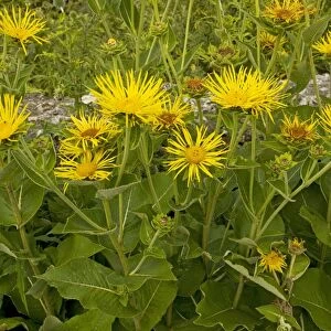 Elecampane - growing in garden; used as a medicinal and ornamental plant. Dorset